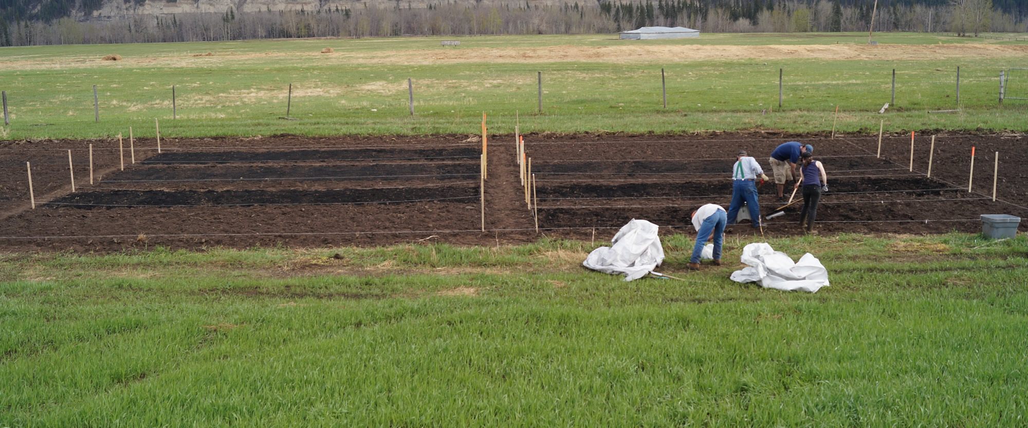 The biochar being applied to the field prior to incorporation and seeding.