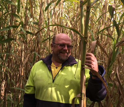 Arundo donax Australian Wine