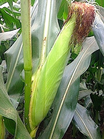 Full Ears of Corn by July 4