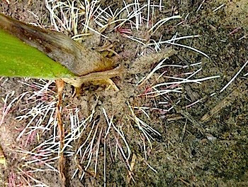 Healthy Roots - Corn July 