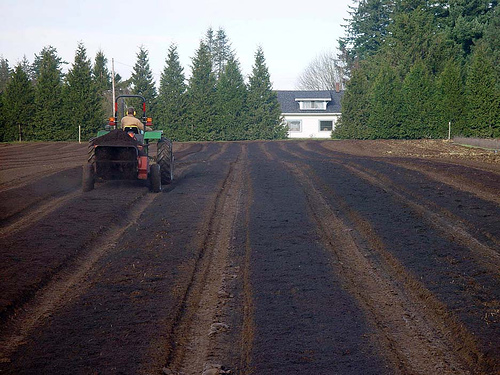 Speading Conifer Char