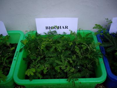 Biochar