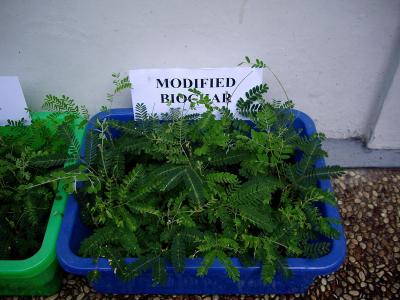 Modified Biochar